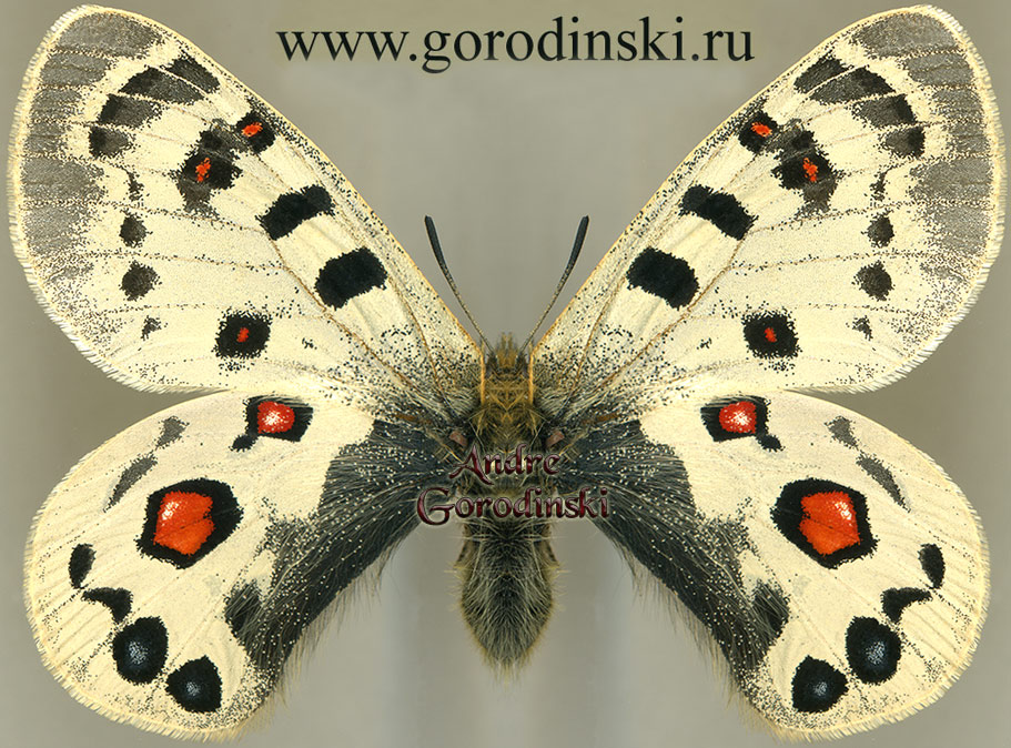 http://www.gorodinski.ru/papilionidae/Parnassius szechenyii evacaki.jpg